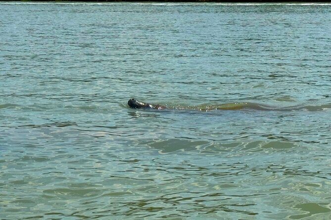 Beginner One Hour Guided Kayaking and SUP Activity - What to Expect During the Tour