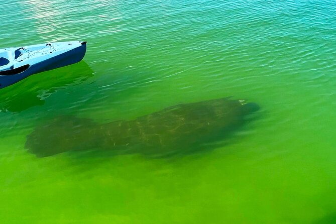 Beginner One Hour Guided Kayaking and SUP Activity - The Sum Up