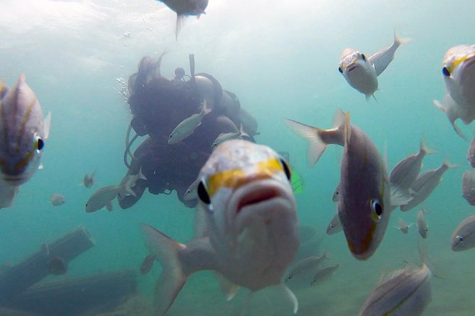 Beginner Scuba Diving With Turtles and Videos, San Juan - Tour Details and Inclusions