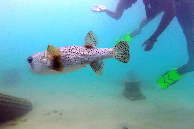 Beginner Scuba Diving With Turtles and Videos, San Juan - Health Requirements and Cancellation Policy