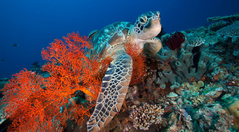 Beginner scuba experience in Amed with PADI 5</em> dive center – Practising the basics before going out’ /></p>
<p><p>The first part is a lesson in the core skills you need for a safe, manageable session. You’ll get familiar with the full equipment set, including the tank, weights and weight belt, and practise in a confined-water setting under your instructor’s guidance. The supplied details do not specify the length of this practice, so ask the operator if you want a more exact schedule.</p>
</p>
<p><p>This is not a full certification course. You are trying scuba with a professional beside you, not completing the training needed to go out independently later. That distinction is helpful when you set expectations: the aim is to learn a few essential skills and experience the underwater world, not to leave with a license.</p>
</p>
<p><p>I like that the activity includes both the practice portion and an open-water outing. You get a chance to become familiar with the equipment before moving on, while your instructor can guide you through the session. Still, a beginner lesson can feel like a lot to take in. Listen carefully, take your time with each skill and speak up if something is unclear.</p>
</p>
<h2 id="section-3">One open-water outing, site chosen that day</h2>
<p><img src=