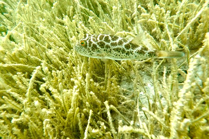 Beginner Snorkel Tour With Videos in Miami - Snorkeling Tips and Videos