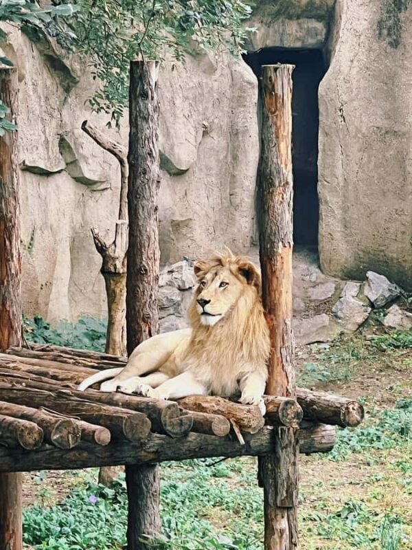 Beijing: Beijing Zoo Entry Ticket - What You Can Expect at Beijing Zoo