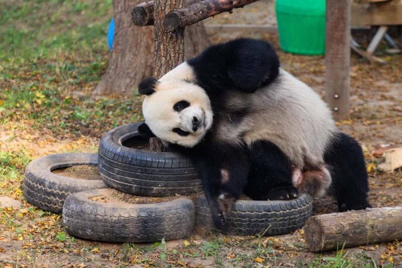 Beijing: Beijing Zoo Entry Ticket - Who Would Love This Experience?