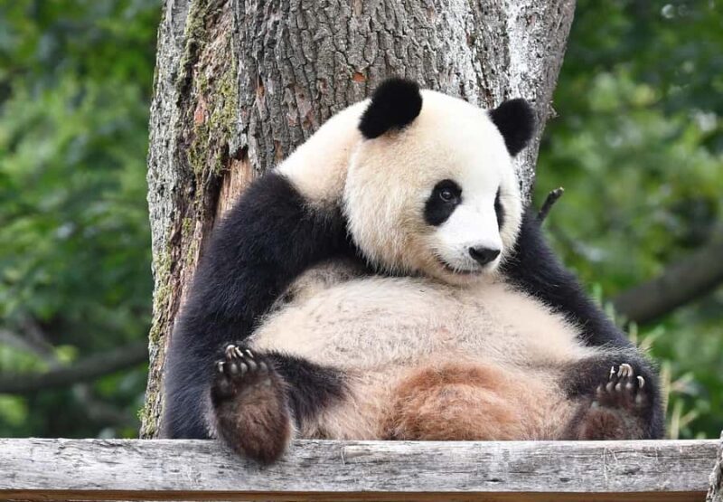 Beijing: Beijing Zoo Official Entry Ticket with Panda House - Introduction: What Makes This Tour Stand Out?