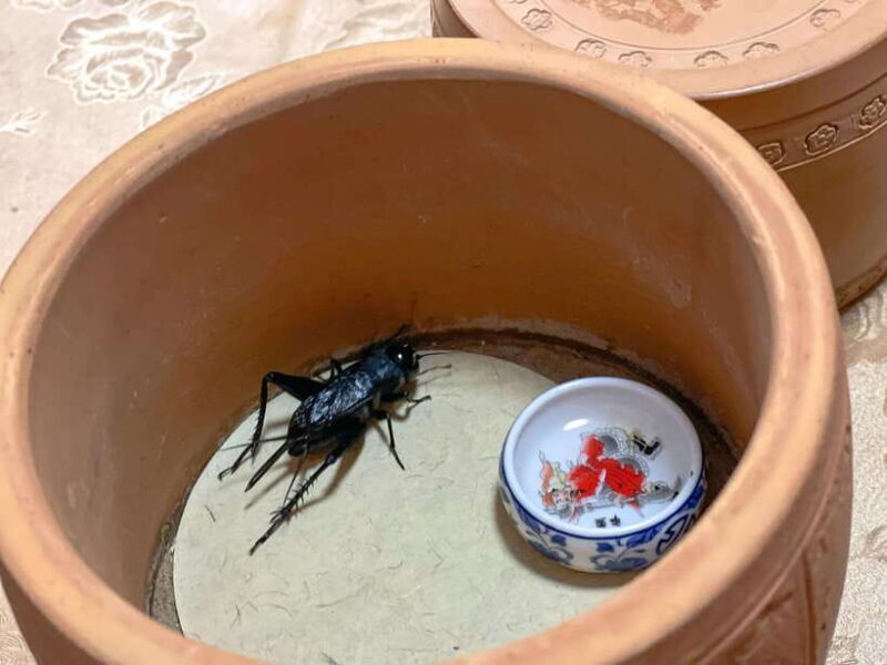 Beijing: Best Hutongs Cultural Tour for the Cricket Fights - Exploring the Heart of Beijing’s Hutongs