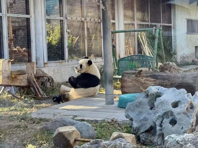 Beijing: Mutianyu Great Wall and Panda House Private Tour - Good To Know