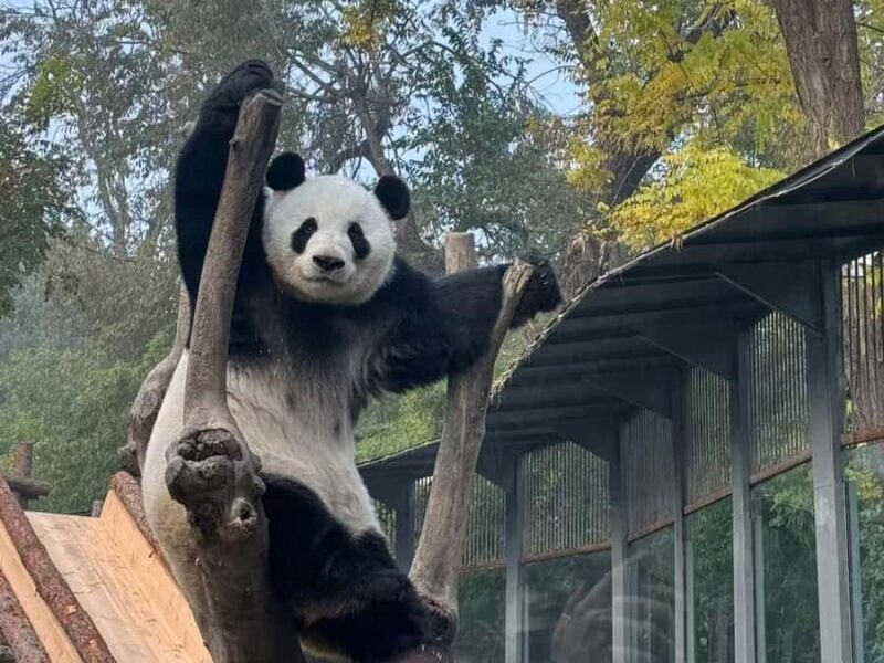 Beijing: Mutianyu Great Wall and Panda House Private Tour - Who Is This Tour Best For?