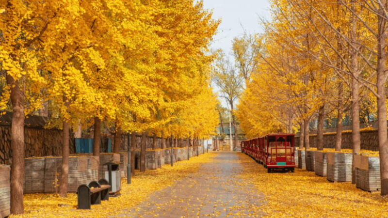 Beijing: Old Summer Palace Ruins Park Admission Ticket - FAQs