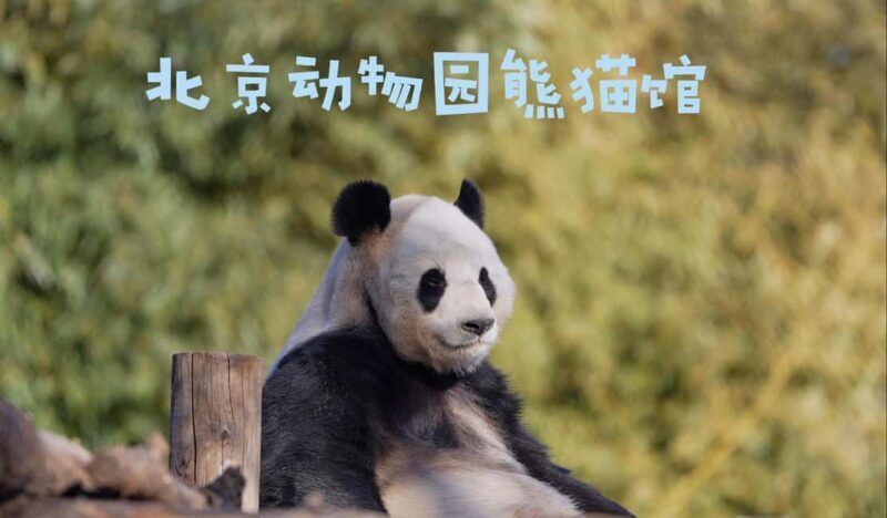 Beijing: Panda House Ticket (Zoo) October-limited Discount - An Honest Look at the Experience