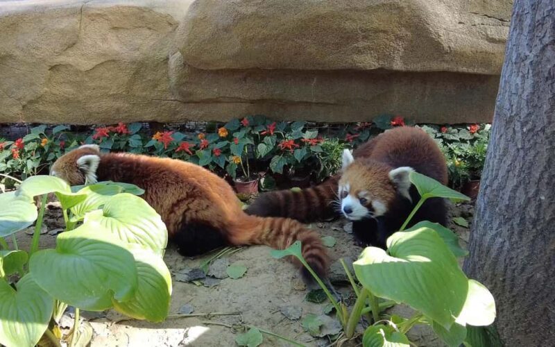 Beijing: Panda House Ticket (Zoo) October-limited Discount - The Sum Up