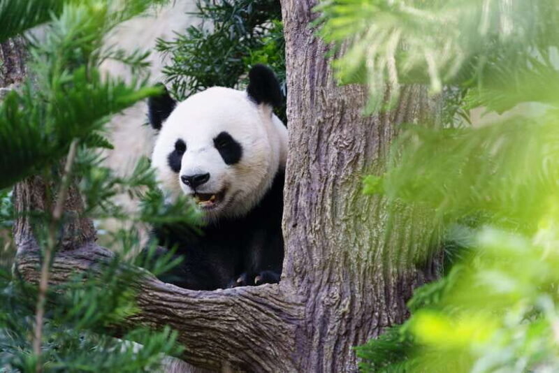 Beijing: Panda House Ticket (Zoo) October-limited Discount - FAQs