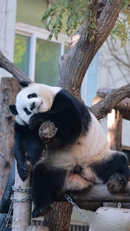 Beijing: Panda Pavilion Tickets - A Practical Breakdown of the Tour