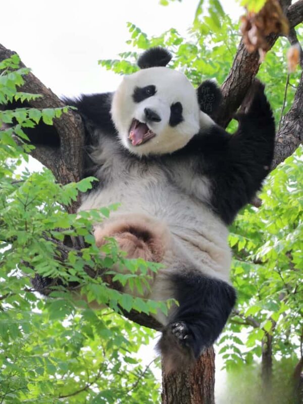 Beijing: Panda Pavilion Tickets - An Honest Breakdown of the Beijing Panda Pavilion Tour