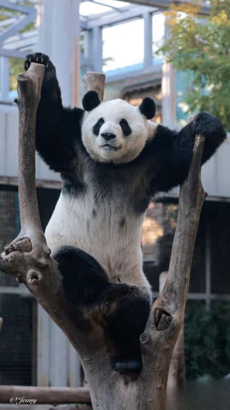 Beijing: Panda Pavilion Tickets - FAQ