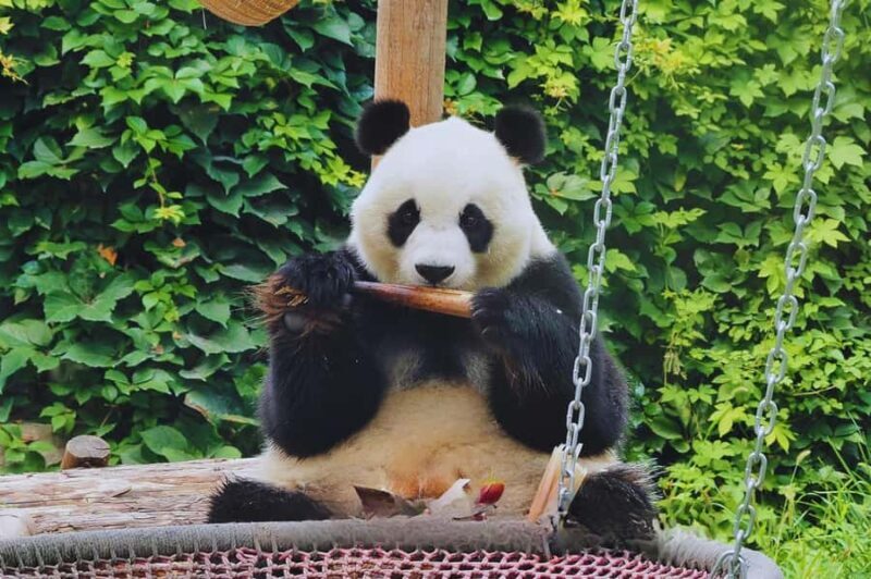 Beijing: Private Forbidden City & Panda Zoo Family Tour - Good To Know