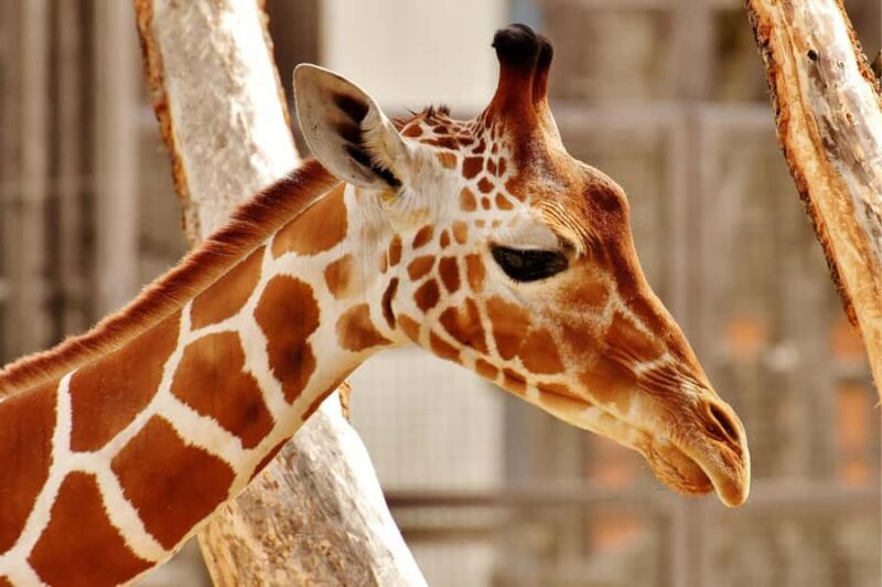 Beijing: Private Forbidden City & Panda Zoo Family Tour - Final Thoughts: Is This Tour for You?