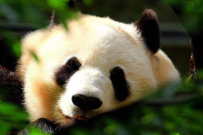 Beijing Private Tour to Beijing Panda House and Mutianyu Great Wall - Itinerary Details