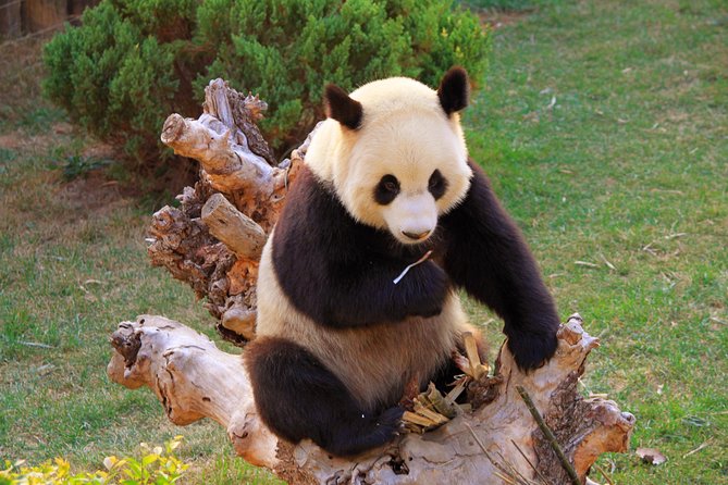 Beijing Private Tour to Temple of Heaven, Panda House and Summer Palace - Temple of Heaven