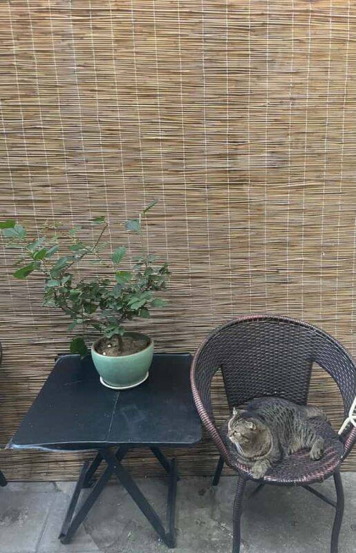 Beijing: Spring Festival Dumpling-Making Class in hutong - What To Expect: A Deep Dive into Chinese Culinary Culture