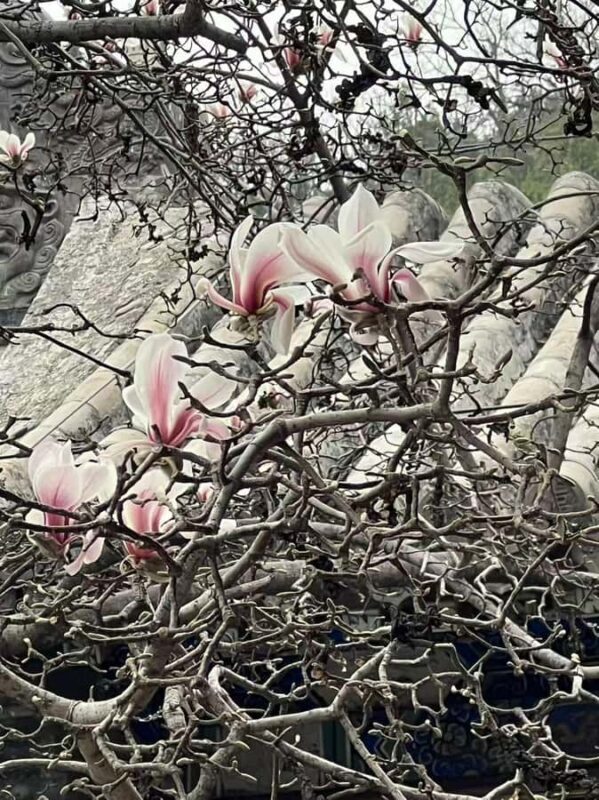 Beijing: Tanzhe Temple Blessing Tour with Guide - The Details of the Experience