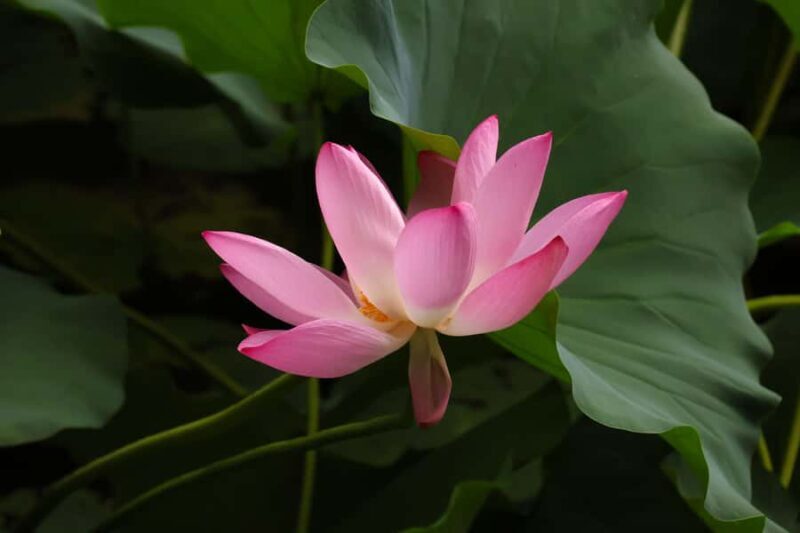 Beijing: Taoranting Park Entry Ticket - Who Would Love This Tour?