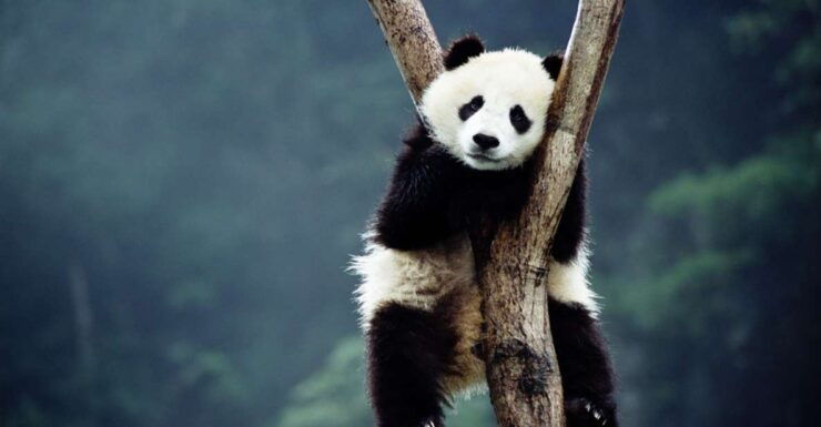 Beijing: Temple of Heaven, Panda House & Summer Palace Tour - Tour Details