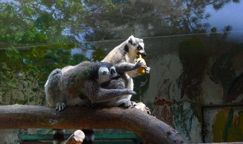 Beijing: The Beijing Zoo Entry Ticket with Pandas - The Practicalities of Visiting Beijing Zoo
