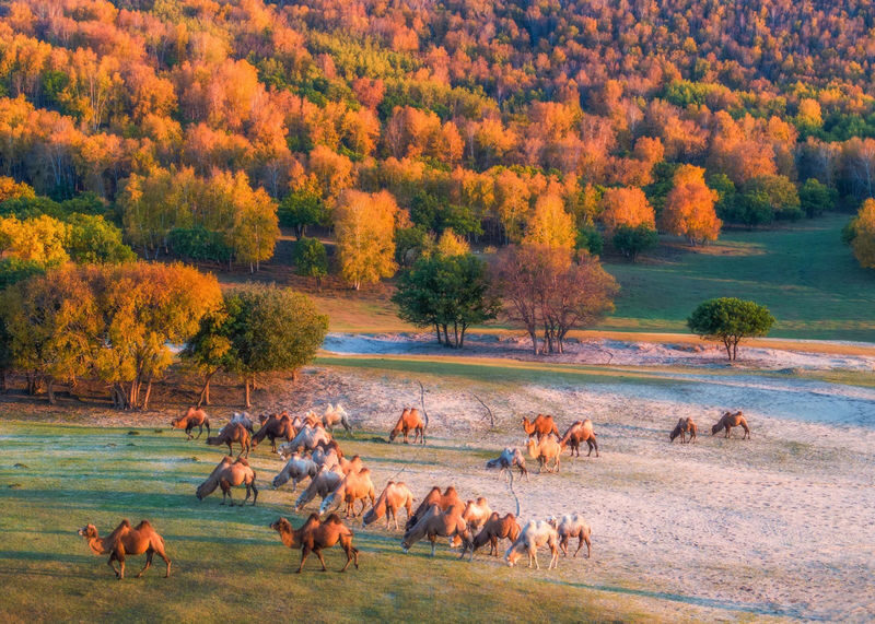 Beijing Ulan Butong Grassland 3-Day Cultural Tour - What makes this three-day grassland trip appealing