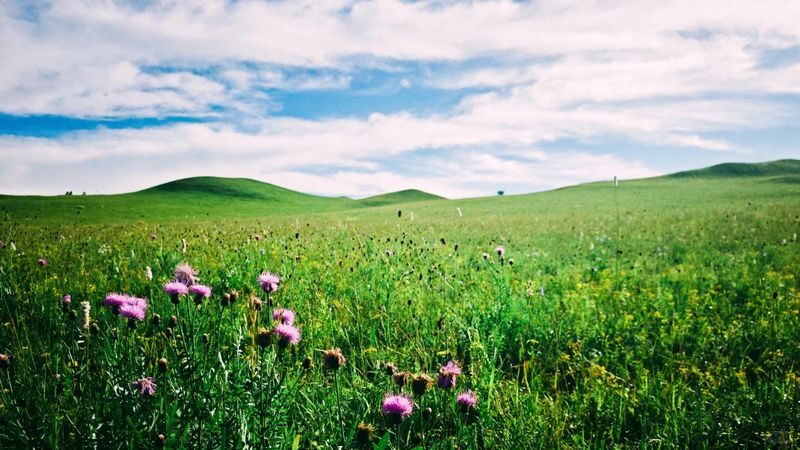 Beijing Ulan Butong Grassland 3-Day Cultural Tour - Off-road tracks, reindeer and a grassland tea break