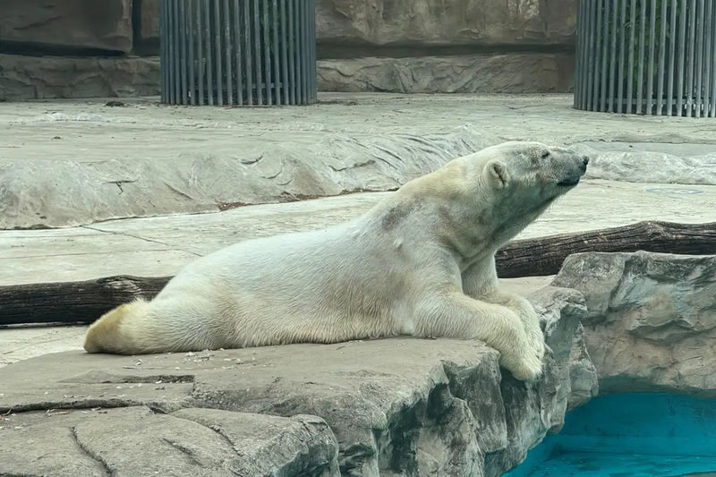 Beijing Zoo admission ticket - What the ticket price buys you