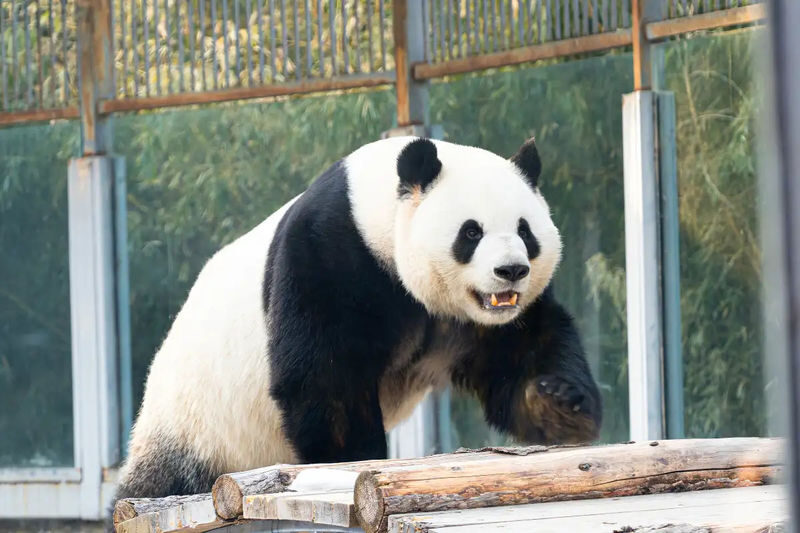 Beijing Zoo admission ticket - Getting in without a ticket-day mix-up