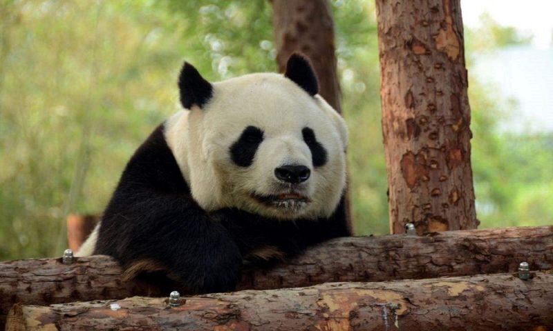 Beijing Zoo admission ticket - Who will get the most from this visit