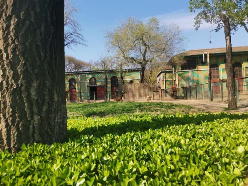 Beijing Zoo Entry Ticket - Panda House Included - What Makes the Panda Viewing Special?