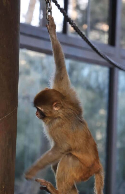 Beijing Zoo Entry Ticket - Panda House Included - Additional Insights from Visitors