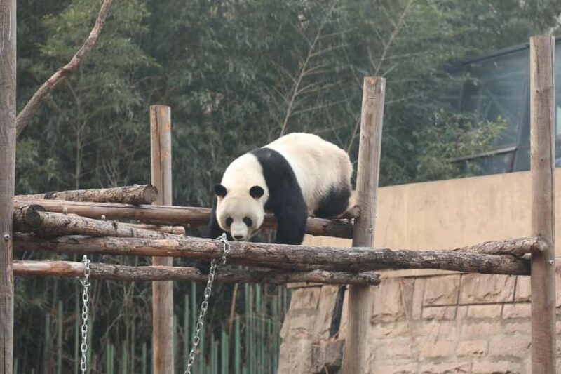 Beijing Zoo Entry Ticket - Panda House Included - Is It Worth the Price?