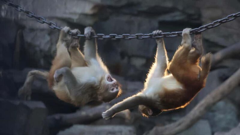 Beijing Zoo Entry Ticket - Panda House Included - The Sum Up