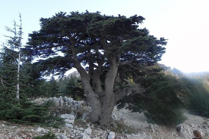 Beiteddine and Al-Chouf Cedar Reserve - Good To Know