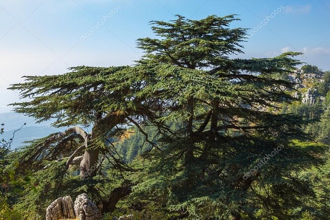 Beiteddine and Al-Chouf Cedar Reserve - Summary and Tips