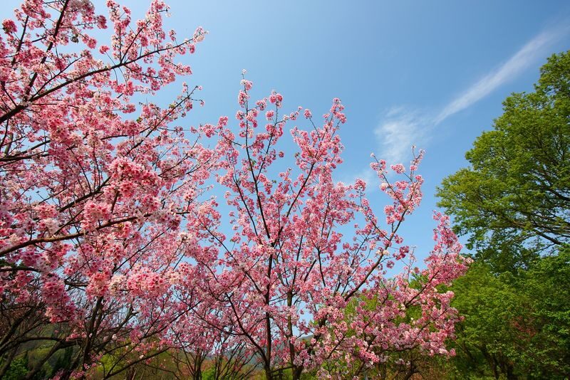 Beitou & Yangmingshan Day Tour: Thermal Valley, Xiaoyoukeng (From Taipei / Guaranteed Departure) - From Beitou’s old bathing culture to its steaming valley