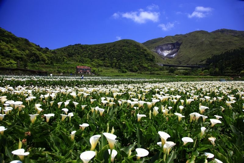 Beitou & Yangmingshan Day Tour: Thermal Valley, Xiaoyoukeng (From Taipei / Guaranteed Departure) - Is the price worth it?