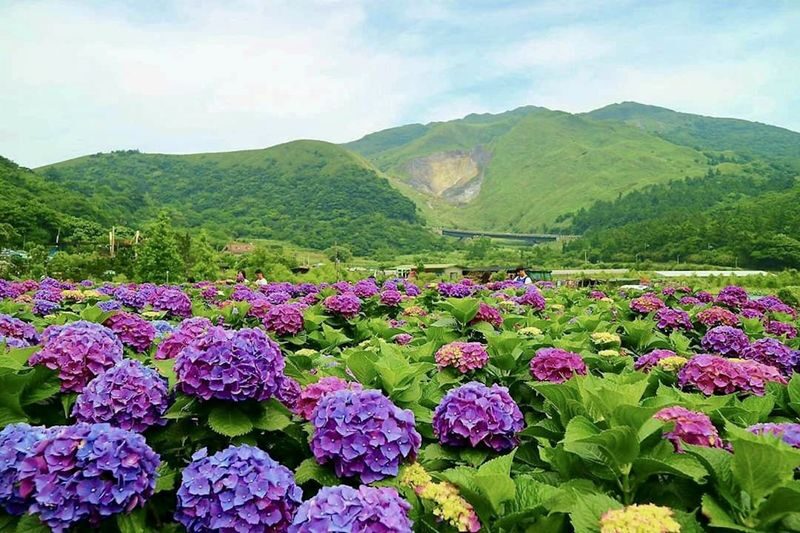 Beitou & Yangmingshan Day Tour: Thermal Valley, Xiaoyoukeng (From Taipei / Guaranteed Departure) - Practical tips before you go