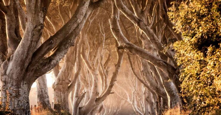 Belfast: Game of Thrones Tour Plus 1-Day City Tour Pass - Itinerary Highlights