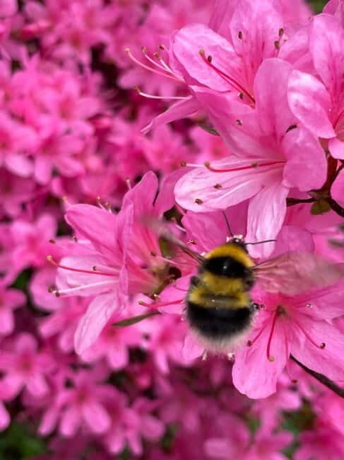 Belfast: Sir Thomas & Lady Dixon Park Walk & Alfresco Picnic - The Experience Provider and Booking Details