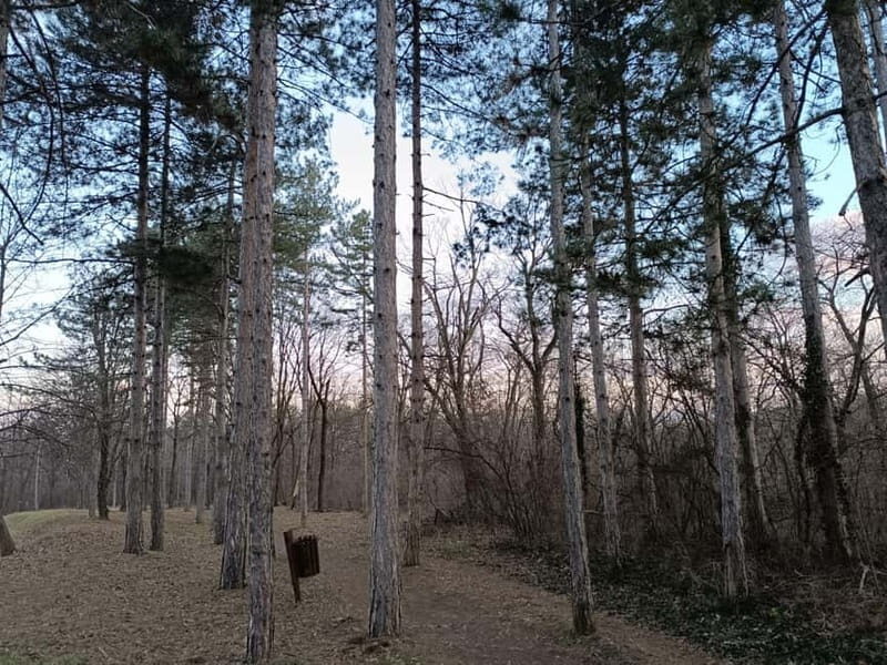 Belgrade: Kosutnjak forest hiking tour - What to Expect from the Tour