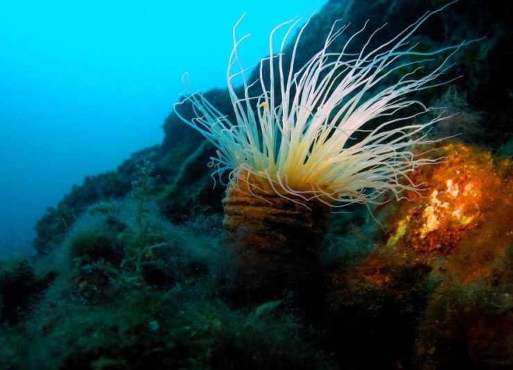 Beli - Discovery Dive - Pricing and Duration