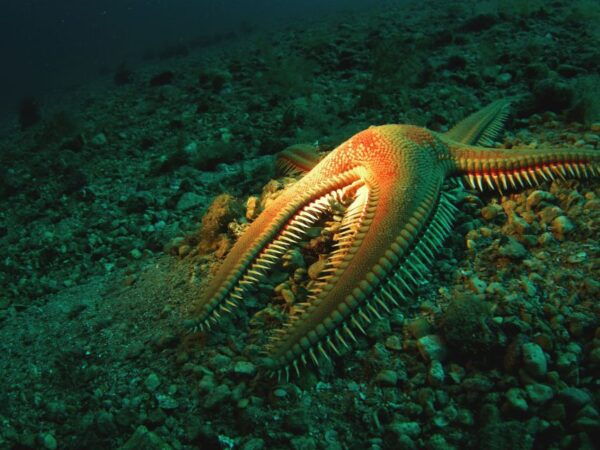 Beli - Discovery Dive - Frequently Asked Questions