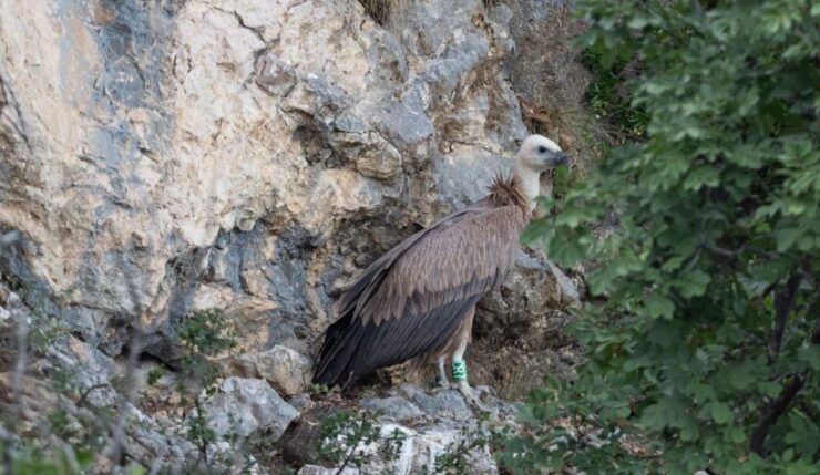 Beli - Griffon Vultures Bird Watching Boat Trip - Experience Highlights