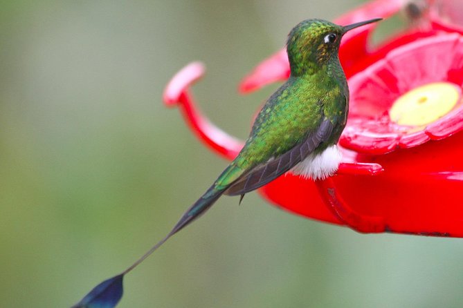 Bellavista Cloud Forest Reserve - Full Day - Inclusions and Exclusions