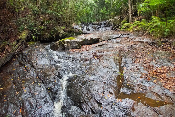 Bellthorpe Rainforest Private Tour - Pickup Information